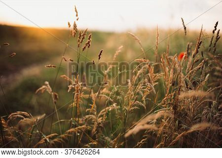 Herbs And Grasses In Sunset Light In Summer Meadow, Selective Focus. Wildflowers Close Up In Warm Li