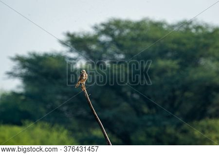White Eyed Buzzard Or Butastur Teesa Perched With Green Background During Winter Migration At Blackb