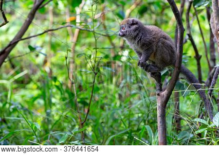 Funny Bamboo Lemurs On A Tree Branch Watch The Visitors