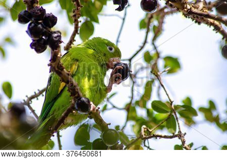 Maritaca, Brazilian Bird Eating Jaboticaba Or Jaboticaba. Selective Focus.