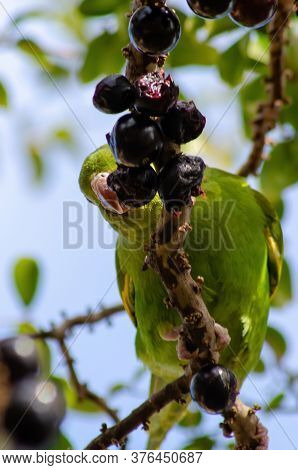 Maritaca, Brazilian Bird Eating Jaboticaba Or Jaboticaba. Selective Focus.
