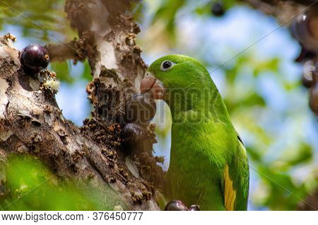 Maritaca, Brazilian Bird Eating Jaboticaba Or Jaboticaba. Selective Focus.