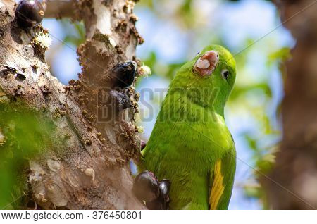 Maritaca, Brazilian Bird Eating Jaboticaba Or Jaboticaba. Selective Focus.