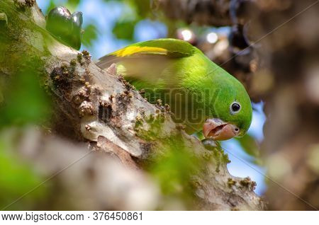 Maritaca, Brazilian Bird Eating Jaboticaba Or Jaboticaba. Selective Focus.