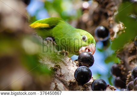 Maritaca, Brazilian Bird Eating Jaboticaba Or Jaboticaba. Selective Focus.