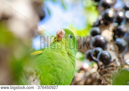 Maritaca, Brazilian Bird Eating Jaboticaba Or Jaboticaba. Selective Focus.