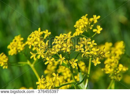 Barbarea Vulgaris