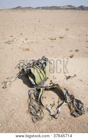 Welwitschia