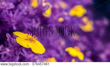 Multiple Buttercups (ranunculus) Blooming On The Meadow. Infrared Light Gives Purple Background Haze