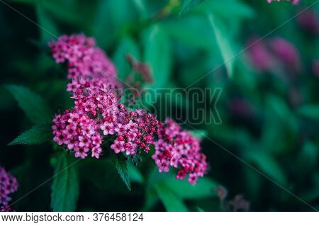 Japanese Spirea Meadowseet Pink Flowering Shrub Background.