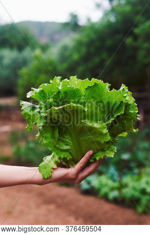 closeup of a young caucasian man holding in his hand a butterhead lettuce, freshly collected in an organic orchard