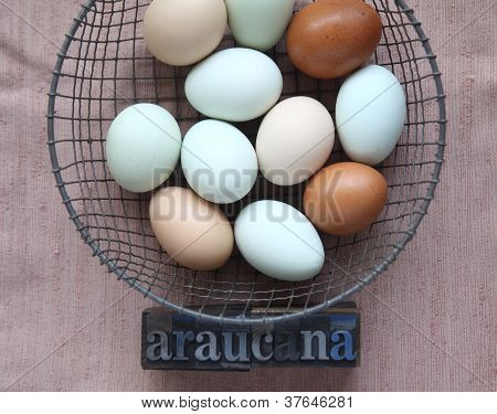 Naturalmente colorate uova di galline Araucana