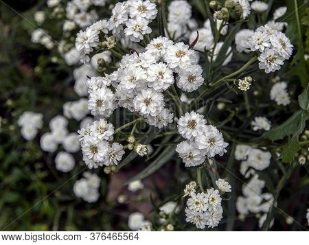 Beautiful Small White Flowers In The Form Of A Ball With The Latin Name Achillea Ptarmica Ballerina