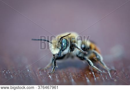 A Close-up Of A Honey Bee, Bees Are Extremely Useful Insects.
