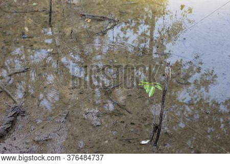 Mangrove Forest Or Intertidal Forest Seedlings Is Evergreen Help Slow Down The Occurrence Of Global 