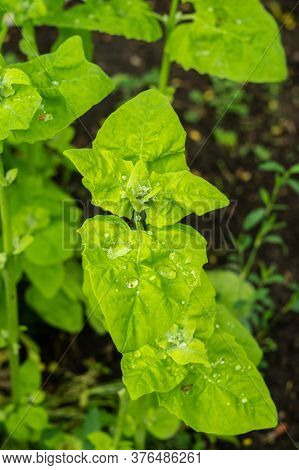 Atriplex Hortensis, Orache, Used As A Leaf Vegetable In Salads