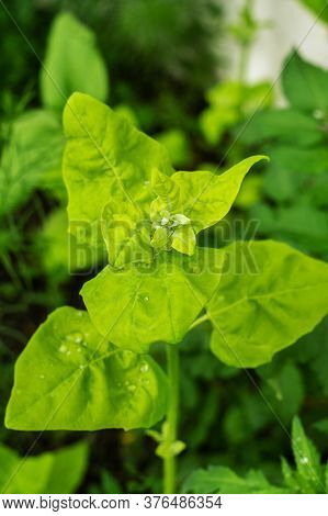 Atriplex Hortensis, Orache, Used As A Leaf Vegetable In Salads