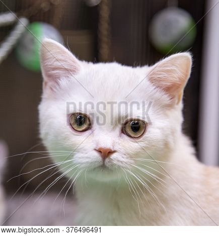 Portrait Of Cheerful Joyful Kitten Breed Scottish Shorthair Blue In Silver. Selective Focus. Pets Le