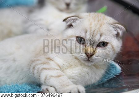 Portrait Of A Cat Breed Scottish Fold Scottish Floor. Selective Focus. Pets Leisure Hobbies.