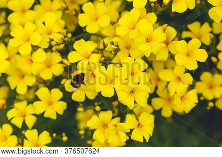 Yellow Floral Background. Golden Flax Linum. Bright Yellow Flowers And A Bumblebee Close-up. Festive