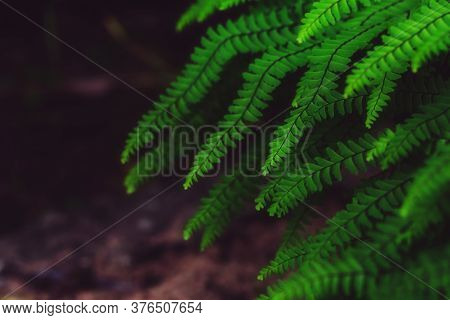 Abstract Emerald Background. Fern Leaves Close-up. Green Fronds. Natural Floral Frame. Ornamental Pl