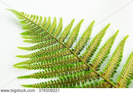 Brown Dots Under Fern Leaves. Light Background, Close-up, Selective Focus. Spore And Fern Seeds.