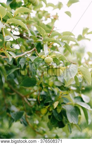 Green Persimmon Fruit On The Branches Of The Tree.