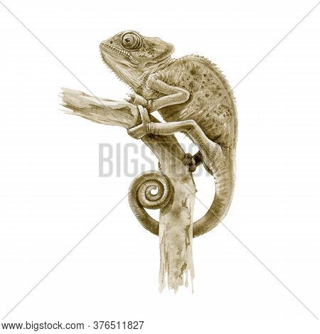 Panter Chameleon On The Branch Watercolor Illustration. Hand Drawn Exotic Lizard Graphic Image. Beau
