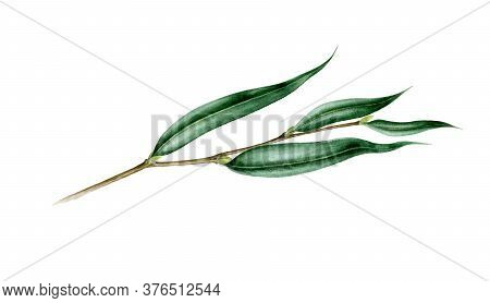 Willow Branch With Leaves Watercolor Illustration. Hand Painted Close Up Single Leaf Object. Perfect