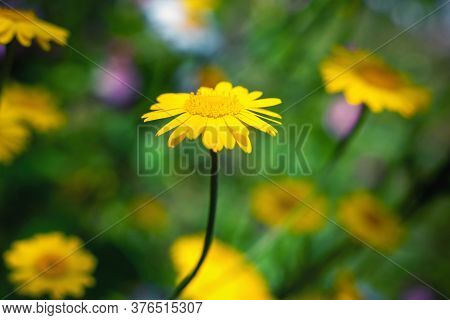 Cota Tinctoria Flower On A Blurred Background.