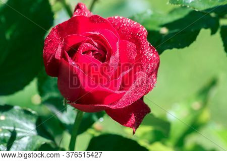 On A Blurred Background, A Red Rose Of The Variety 