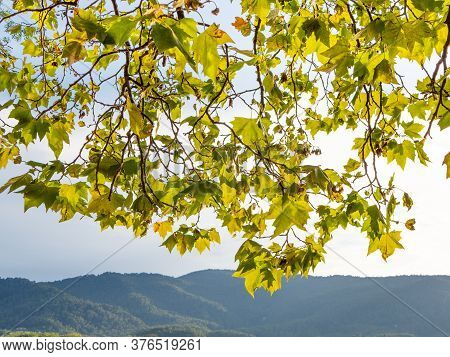 Bright Platanus Hispanica Tree Leaves Backlit At Sunset