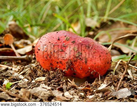 Close Up Of A Specimen Of Russula Emetica, (also Known As The Sickener Or Vomiting Mushroom), Breaki
