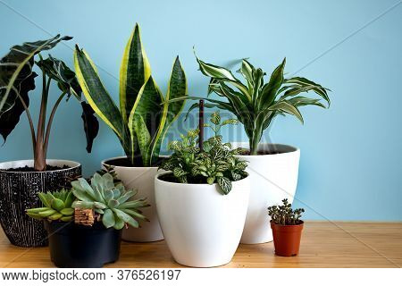 Indoor Home Garden Plants. Collection Various Flowers - Snake Plant, Succulents, Ficus Pumila, Lyrat