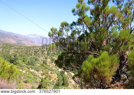 Chaparral Shrubs Overlooking Arid Badlands Covered With Chaparral Plants Taken At An Arid Field In T