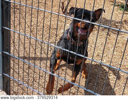 Young Friendly Rottweiler Dog In Enclosure Guarding Yard, On Sunny Summer Day