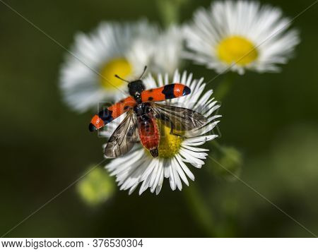 Tape Beekeeper (trichodes Apiarius) In The Oak Forests Of Insects.