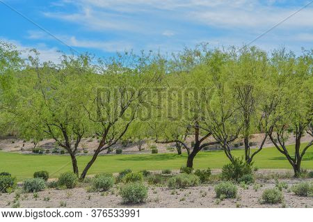 Beautiful Mesquite Trees In The Desert Southwest, Maricopa County, Arizona