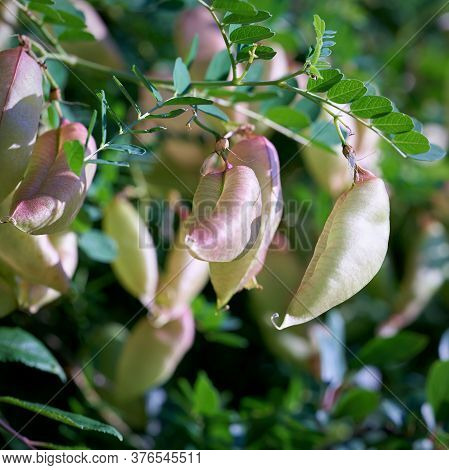 Fruits Of A Bladder Senna (colutea Arborescens) In A Park