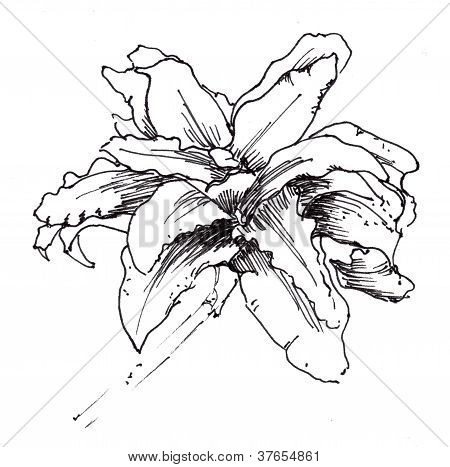 Hand drawn black and white flower