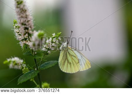 Large Cabbage White Butterfly On Mint Against A Green Natural Background. High Quality Photo