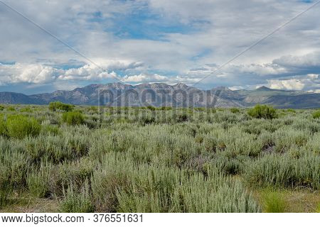 Long Valley Next The Lake Crowley, Mono County, California. Usa. Green Wetland With Mountain On The 