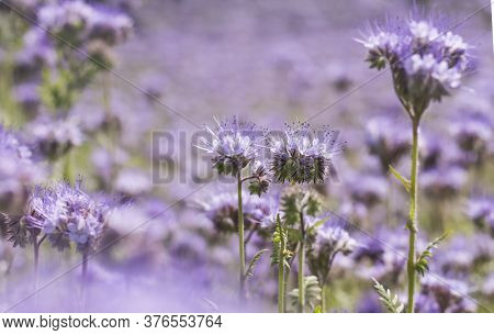 Blooming Purple Phacelia Close-up On A Blurred Background, Like A Natural Background.