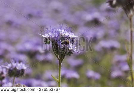 A Bee On A Blooming Lilac Phacelia Flower On A Blurred Field Background.
