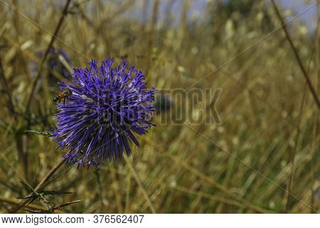 Blue Southern Globe Thistle, Echinops Flower Close-up On A Blurred Background Of Yellow Dry Grass