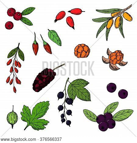 Berries. Vector Cartoon Illustrations. Isolated Objects On White.