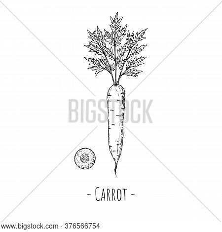 Whole Carrot And Carrot Slice. Vector Cartoon Illustrations. Isolated Objects.