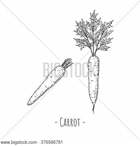 Carrot. Vector Cartoon Illustration. Isolated Object On A White Background.