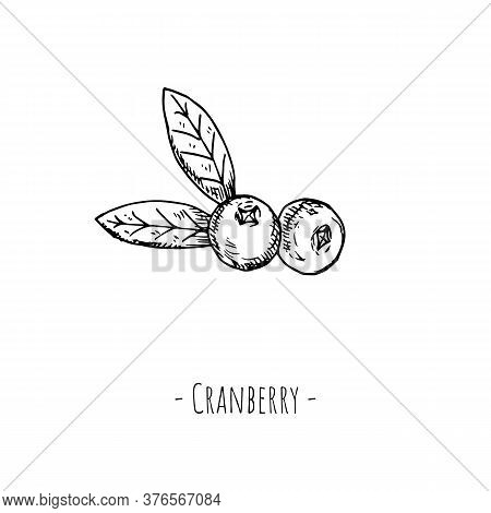 Cranberry. Isolated Objects On White. Vector Cartoon Illustration.