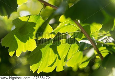 Branch With Leaves Of Ginkgo Bilobo Close-up, In Backlight, Medicinal Plant